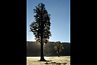 New Zealand - South Island / Morning near Lake Matheson